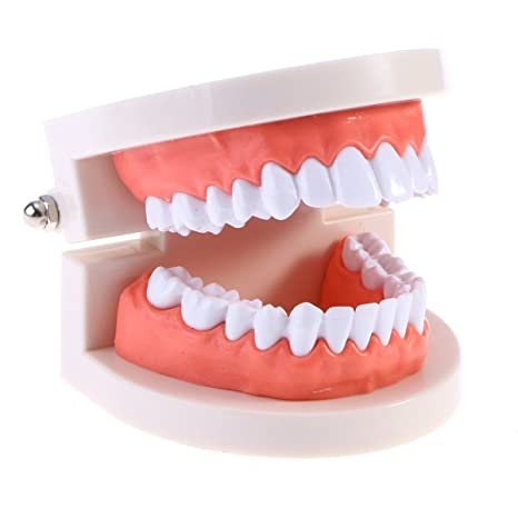 dental model